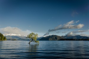tree in the water